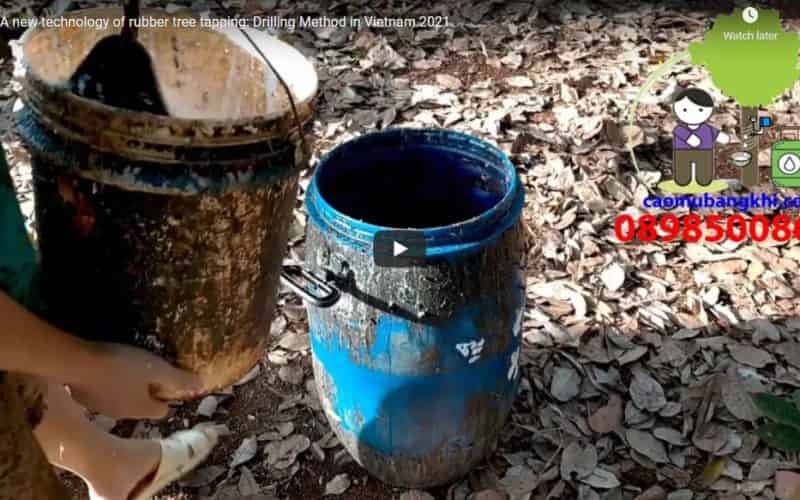 A new technology of rubber tree tapping: Drilling Method in Vietnam 2021