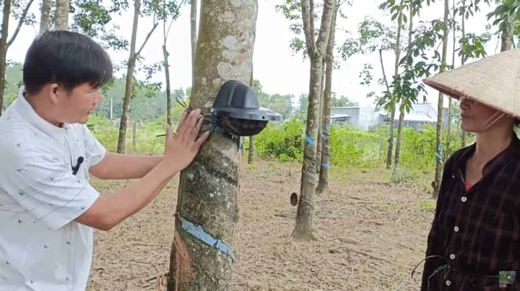 Hướng dẫn kỹ thuật khai thác mủ cao su bằng khí tại tỉnh Đồng Nai