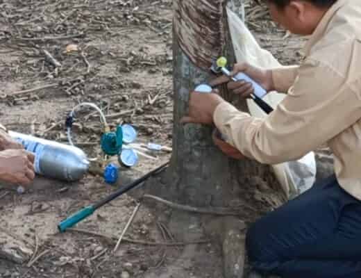 Hướng dẫn cạo miệng nhỏ kết hợp áp khí ethylene tại tỉnh Đăk Lăk